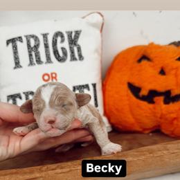 Becky - Apricot male Goldendoodle puppy in Mesa, Arizona from Pedersendoodles