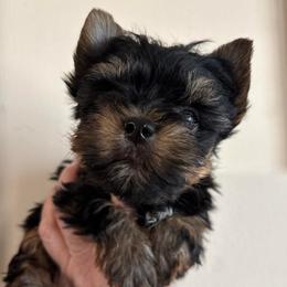 Mira - Black and tan female Yorkshire Terrier puppy in Lafayette, Georgia from Berggipfel Yorkies