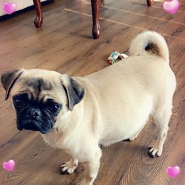 Ellie - Pug