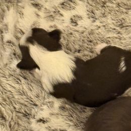 Chocolate parti - Parti male Yorkshire Terrier puppy in Grove Hill, Alabama from Huntington Yorkies