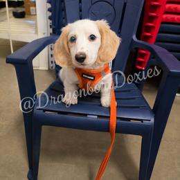Dachshund All Grown Up from melissa Milano