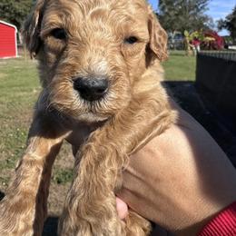 Bolt - Apricot male Goldendoodle puppy in Arcadia, Florida from KnuDawn Goldendoodles and Cavapoos