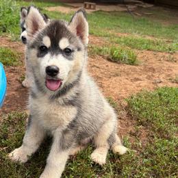 Boy 2 - Black and white male Siberian Husky puppy in Loudon, Tennessee from Kristari Siberians