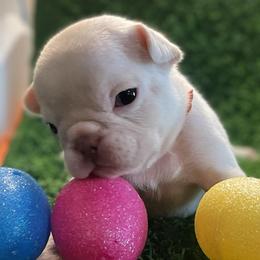 Beth - White female Bulldog puppy in Seneca, South Carolina from Burrell’s Bulldog Kingdom