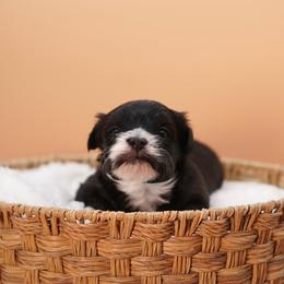 Winter (Blue Collar) - Parti male Yorkshire Terrier puppy in Las Vegas, Nevada from Plush Toy Poodle Puppies & Pals