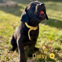Daisy, Yellow collar - Yellow female Labrador Retriever puppy in Moore, Oklahoma from Okiehuntinboyz Labrador Retrievers