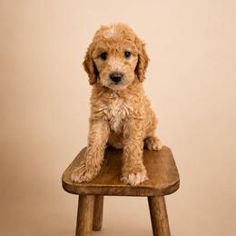 Goldendoodle and Golden Retriever Puppies from BloomingPuppies