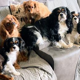 Cavalier King Charles Spaniel puppies from Kalama Cavaliers