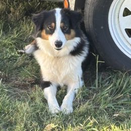 Pheonix - Australian Shepherd