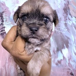 Cookies and Cream - Black white and silver female Shorkie puppy in Florida from Shorkie Land