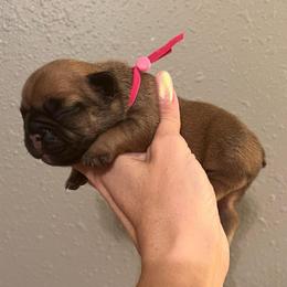 Pink: Red fawn  Female OFA'd parents - Fawn female French Bulldog puppy in Billings, Montana from Montana Made Frenchies