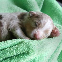 Revere - Red merle male Australian Shepherd puppy in Springville, New York from RisingStar Australian Shepherds