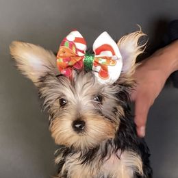 Pomeranian and Yorkshire Terrier Puppies from BC Breeders Association