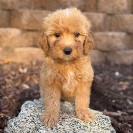 Light blue - Cream male Goldendoodle puppy in San Diego, California from Serrano Pups
