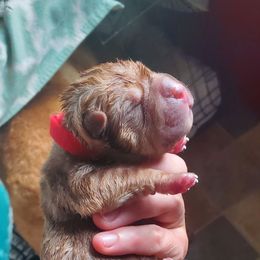 Arsenal - Brown sable male Chinese Shar-Pei puppy in Ste. Marie, Illinois from JoShel’s Silver Lined Wrinkles and Tails