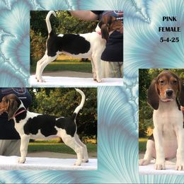 Pink - Tri-colored female Treeing Walker Coonhound puppy in Vermontville, Michigan from Stackem Up Kennel