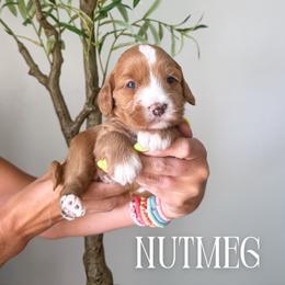 Girl 2 - female Bernedoodle puppy in South Jordan, Utah from Wonderful World Doodles