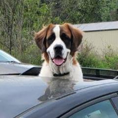 Saint Berdoodles from The Bushnell Pups