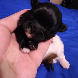 Mini - Black female Shih Tzu puppy in Willard, Utah from Shih-tzu Queen