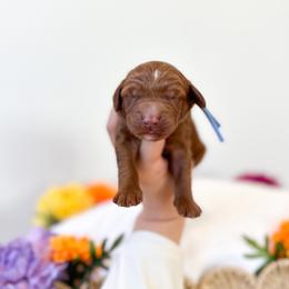 Alice - Caramel red female Australian Labradoodle puppy in Palmdale, California from Pixie Doodle Paws