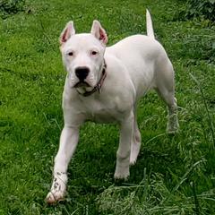 Dogo Argentino Puppies from Amy Collins