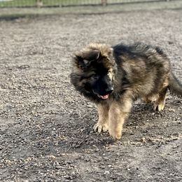 German Shepherd Puppies from Vom Cronje Haus German Shepherds
