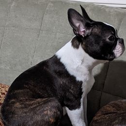 Hugo - Boston Terrier