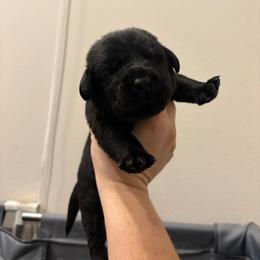 Lime - Black male Labrador Retriever puppy in Menifee, California from The Golden Leash Kennels
