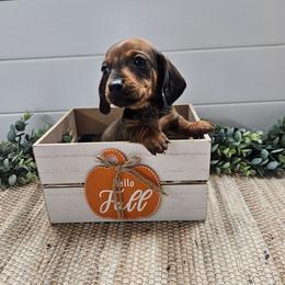 Willie 2800 - Red male Dachshund puppy in Anaconda, Montana from Montana Country Dachshunds