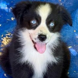 Boone - Black & white male Miniature Australian Shepherd puppy in Patterson, North Carolina from DreamLine Aussies