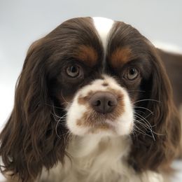 Lena - Cavalier King Charles Spaniel