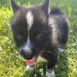 Pomsky Puppies from Creeden Prairie Pomsky’s
