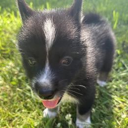Pomsky Puppies from Creeden Prairie Pomsky’s