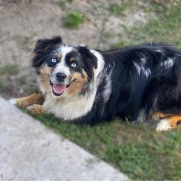Maui - Blue merle female Miniature Australian Shepherd puppy in Brooker, Florida from Triple Branch Aussies