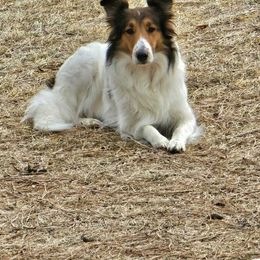 Scottish Collie  All Grown Up from Franklin Farm Collies