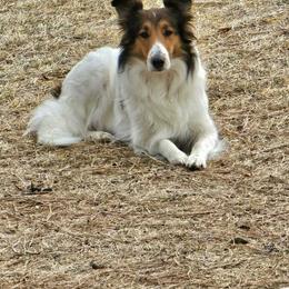 Scottish Collie  All Grown Up from Franklin Farm Collies