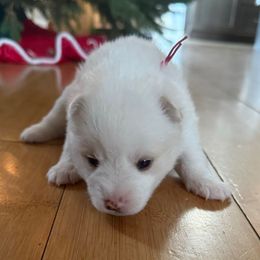 Pink Collar - White female Pomsky puppy in Exeter, Rhode Island from Ocean State Pomskies