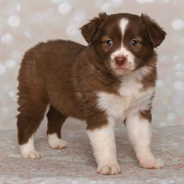 Australian Shepherds from Chippewa Acres