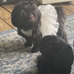 Shih Tzus from Denise Roach