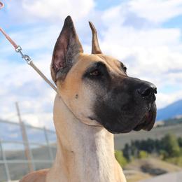 Great Danes from Corson's Danes