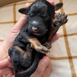 Duchess - Phantom female Poodle puppy in Arroyo Grande, California from Central Coast Poodle Paws
