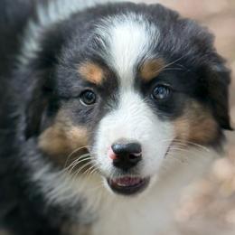 Rory - Black tri male Miniature Australian Shepherd puppy in Patterson, North Carolina from DreamLine Aussies