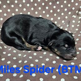 Spider (Miles) - Black tri male Miniature Australian Shepherd puppy in Orrtanna, Pennsylvania from Mountain Top Shepherd's