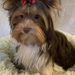 Yorkshire Terrier Puppies from Starr Mountain Yorkies