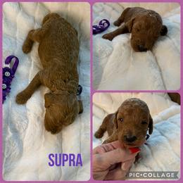 Supra - Red  female Poodle puppy in Mount Vernon, Illinois from AMC Poodles