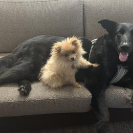 Pomeranian Puppies from Highlander Pomeranians