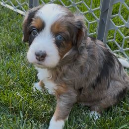 Aurora - Blue merle female Aussiedoodle puppy in Meridian, Idaho from Saguaro Jasper Aussiedoodles
