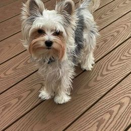 Bullmastiff and Yorkshire Terrier All Grown Up from Living in the Dog Houze