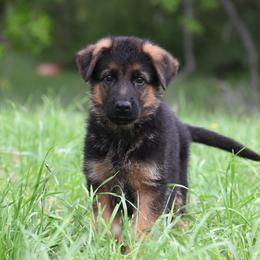 Bryan - Black and red male German Shepherd puppy in Azle, Texas from Nuckols-Alsup Canines German Shepherds