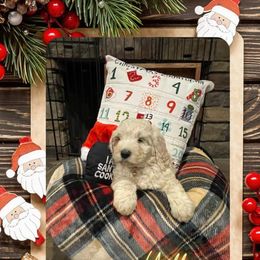 Goldendoodle Puppies from Chrissydoodles